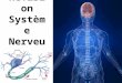 Révisio n Systèm e Nerveu x. SN Le système nerveux peut se diviser en 2 systèmes: