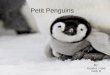 Petit Penguins By: Kendra J and Kelly B. Petit Penguins est de coucher avec ses amis