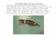 Le Petit-bouc (Micratya poeyi): Crustacé de petite taille (moins de 2,5cm). Son habitat est très varié: grand cours d'eau de faible altitude, petits ruisseaux