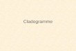 Cladogramme. Construction dun cladogramme Matrice taxons/caractères ( Guide critique de lévolution G Lecointre chez Belin)