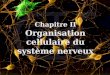 Chapitre II Organisation cellulaire du système nerveux