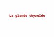 La glande thyroïde. I - Généralités 18 g homme 15 g femme 2 lobes latéraux (5cm h, 4 cm l, 3 cm e) et un isthme Région cervicale antérieure en avt de