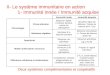 II- Le système immunitaire en action 1- Immunité innée / Immunité acquise Deux systèmes complémentaires et coopératifs Immunité innéeImmunité acquise Chronologie
