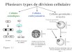 Plusieurs types de division cellulaire Cellules somatiques Cellules humaines en culture Embryon de Xenope apr è s 4-5 divisions au stade 8-10 blastom è