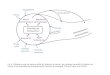 Fig. 6.1 Relations entre les facteurs détat (à lextérieur du cercle), les contrôles interactifs (à lintérieur du cercle), et les propriétés des écosystémes