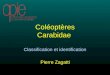 Coléoptères Carabidae Classification et identification Pierre Zagatti
