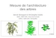 Mesure de larchitecture des arbres Hervé Sinoquet & Christophe Godin INRA, UMR PIAF, Clermont-Ferrand INRIA, UMR DAP, Montpellier Pommier Erable Noyer
