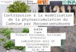 Contribution à la modélisation de la phytoaccumulation du Cadmium par Noccaea caerulescens Lucie Lovy Séminaire RP2E 28.01.10 Laboratoire Sols et Environnement