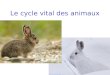 Le cycle vital des animaux. Cycle de vie dune grenouille