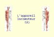 Lappareil locomoteur (2). Lappareil locomoteur - les os et les articulations - les muscles - les ligaments et les tendons