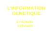 L'INFORMATION GENETIQUE à l'échelle cellulaire. INTRODUCTION à la génétique Hérédité = transmission des caractères à leurs descendants 1866
