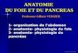 Cours IFSI 2003 ANATOMIE DU FOIE ET DU PANCREAS Professeur Gilbert VERSIER 1- organisation de labdomen 2- anatomie- physiologie du foie 3- anatomie- physiologie