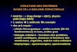 STRUCTURE DES PROTÉINES BASES DE LA BIOLOGIE STRUCTURALE Intérêts : « drug design » (IEC), physio- pathologie (HbS) 1 notion 1 méthode 1 exemple des pré-requis