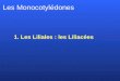 1. Les Liliales : les Liliacées Les Monocotylédones
