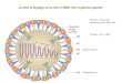 La virus de la grippe est un virus   ARN- avec un g©nome segment© Enzymes structurales : Polym©rases PA, PB1, PB2 Prot©ine « N » (=NP) (H©magglutinine)