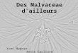 Des Malvaceae d'ailleurs Yves Magnin Annie Gauliard