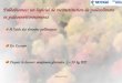 INRP-ACCES Paléobiomes: un logiciel de reconstitution de paléoclimats et paléoenvironnements A l'aide des données polliniques En Europe Depuis le dernier