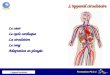 Formation PLG 1 Lappareil circulatoire Lappareil circulatoire Le c“ur Le cycle cardiaque La circulation Le sang Adaptation en plong©e