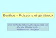 Benthos – Poissons et gélatineux Une méthode dobservation proposée par Cybelle Méditerranée destinée aux plongeurs