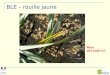 BLE – rouille jaune Race 233 E169 V17. Maladie la plus ancienne des céréales (blé, orge, seigle, avoine) Connue en France depuis le milieu du 17ème