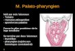 M. Palato-pharyngien Naît par trois faisceaux - Tubaire - Hamulus ptérygoïdien - aponévrose palatine Forme le pilier postérieur de la loge tonsillaire