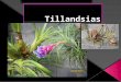Tillandsia originaire du Brésil et d'Argentine. Très belle plante aux feuilles d'un vert intense, et dont la floraison est remarquable : les inflorescences