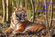 Le tigre de Sumatra. Habitation Entre 6000 et 9000 tigres vivent encore à l'état sauvage. Ils se répartissent dans 13 pays d'Asie où ils ne représentent