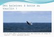 Des baleines à bosse au Vauclin ! Le 17 mars 2011, on pouvait voir des baleines au large du Vauclin ! Voici quelques photos: