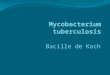 Bacille de Koch. Plan : I : Introduction II : La bactérie III : La Pathogénicité IV : Traitement et guérison V : Vaccination