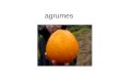 Agrumes. Citrus sinensis Famille :Rutacées L'arbre au port harmonieux et de croissance rapide peut atteindre une grande taille en pleine terre.Le feuillage