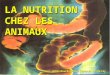 LA NUTRITION CHEZ LES ANIMAUX Gilles Bourbonnais / Cégep de Sainte-Foy