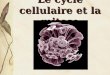 Le cycle cellulaire et la mitose. Boulengerula taitanus