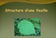 Structure dune feuille Les feuilles sont des organes presque toujours verts, qui constituent des expansions latérales de la tige ou des rameaux. Elles