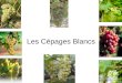 Les Cépages Blancs. Le Sauvignon Gamme aromatique –pipi de chat, min é ral (silex, pierre à fusil), agrumes (citron, pamplemousse), fruits jaunes (pomme