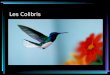 Les Colibris. La Nourriture Les colibris mangent le nectars des fleurs Ils mangent des insectes Ils boivent aussi beaucoup deau Les colibris mangent consamment