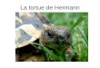 La tortue de Hermann. La Tortue de Hermann est la seule tortue terrestre de France: elle est présente dans la plaine et le massif des Maures et en Corse