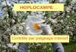 HOPLOCAMPE… Contrôle par piégeage intensif. Hoplocampe… Cycle de vie Émergence… BR à début floraison Ponte (30 œufs) durant toute la floraison… Insertion