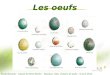 Ecole Bimorel – Classe de Mme Bertin – Oiseaux, nids, nichoirs et œufs – 6 avril 2012 Les oeufs