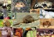 PLAN DE LEXPOSE : - Les différents types dindices de présence des Mammifères concernés par la convention - Passage en revue des indices espèce par espèce
