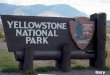 Gary Le Parc national de Yellowstone (Yellowstone National Park) est situé aux États-Unis, dans le nord- ouest du Wyoming. Une petite partie du parc
