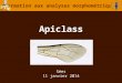 Apiclass Formation aux analyses morphométriques Sées 11 janvier 2014
