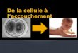 Le développement du futur bébé consiste en plusieurs étapes : La première est celle de la fécondation, un gamète mâle rencontre un gamète femelle et ceux-ci
