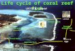 Oceanic dispersion Settlement Colonization Larvae Eggs Reproduction Recruitment Juveniles Adults 150 mm 0.6 mm 33 mm 60 mm Life cycle of coral reef fish