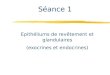 Séance 1 Epithéliums de revêtement et glandulaires (exocrines et endocrines)