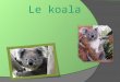 Le koala. Table des matières Caractéristiques physiques 3 Taille et poids 4 Famille et espèce 5 Habitat et abri 6 Nourriture 7 Moyen de défense 8 Reproduction