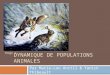DYNAMIQUE DE POPULATIONS ANIMALES Par Marie-Lou Anctil & Yanick Thibeault Image 1