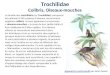 La famille des trochilidés (ou Trochilidae) comprend actuellement 340 espèces d'oiseaux couramment appelées colibris. Ils sont également surnommés « oiseaux-mouches