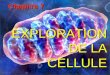 EXPLORATION DE LA CELLULE Chapitre 7. Taille des cellules (123) Bactérie (2 µm) Virus (50 à 100 nm) Protéine ~ 3 nm Si une cellule animale avait la taille