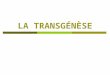 LA TRANSGÉNÈSE. Expérience de transgénèse: Une souris verte, qui brillait dans lherbe … daprès Science & Vie n°960 Septembre 1997 Des biologistes de l'université