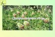 Quelques engrais verts.. Le colza. -Plante annuelle de la famille des brassicacées (crucifères), à fleurs jaunes en grappe, ses fruits sont des siliques